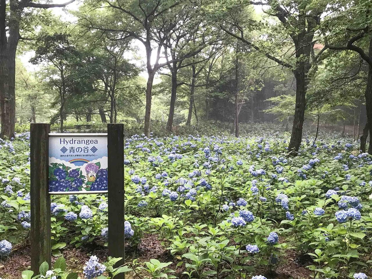 青の谷の看板とあじさいの写真