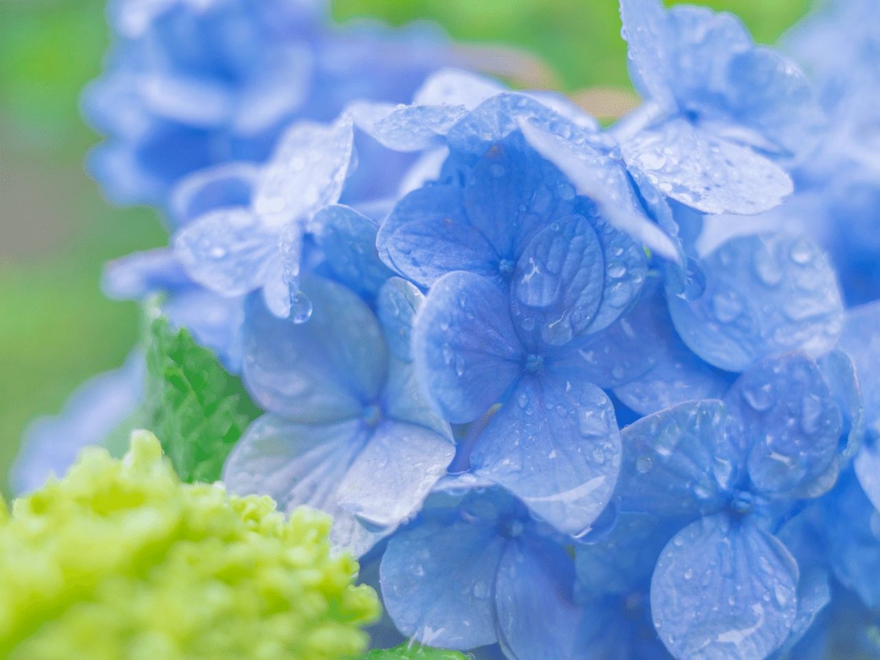 雨に濡れる紫陽花の写真