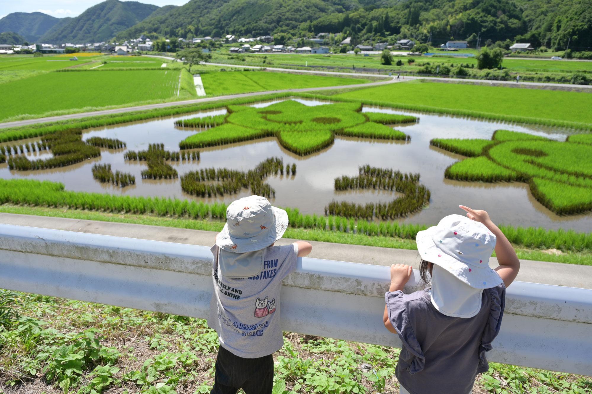 加工済_2607_佐用町01_南光ひまわり祭り_06.jpg