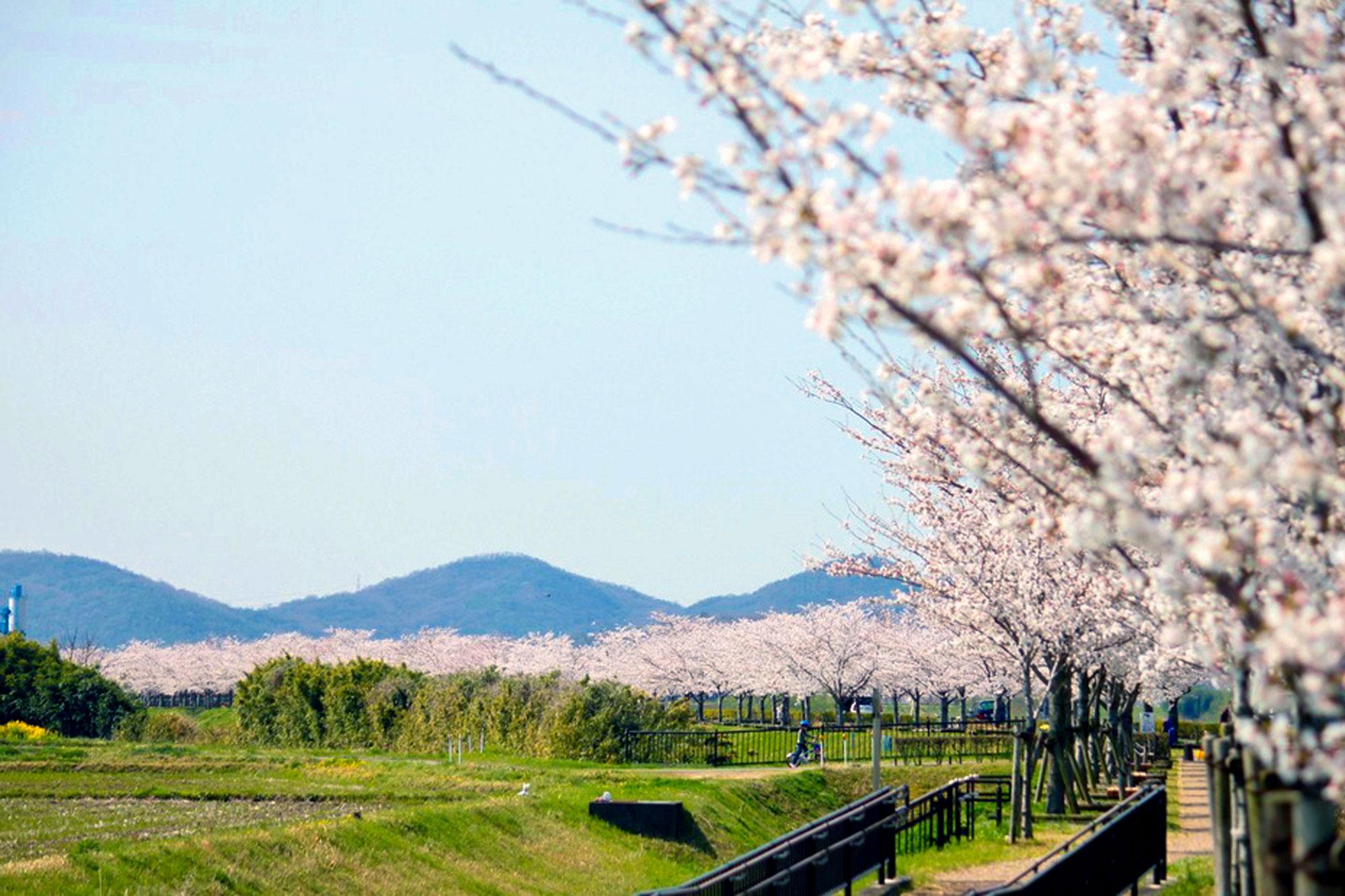 加工済_2503_小野市街ブラ02_桜づつみ回廊04.jpg