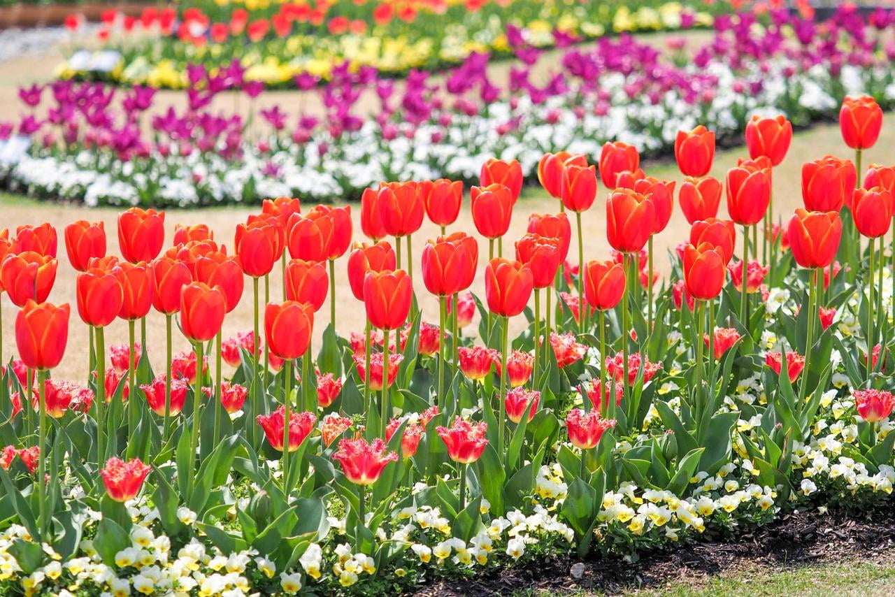 兵庫県立フラワーセンターの花壇に植えられた赤やピンク、白や紫など色とりどりのチューリップの写真