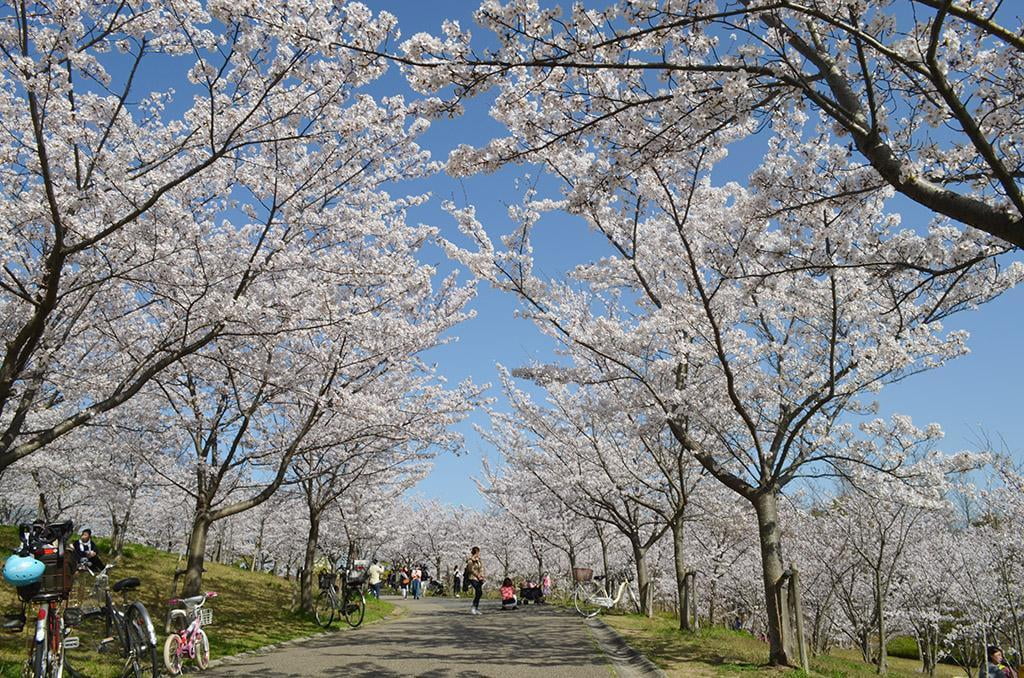 西神中央公園桜の写真