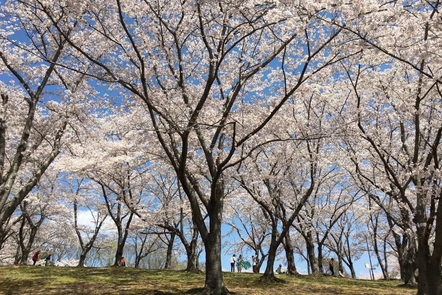 播磨中央公園の写真