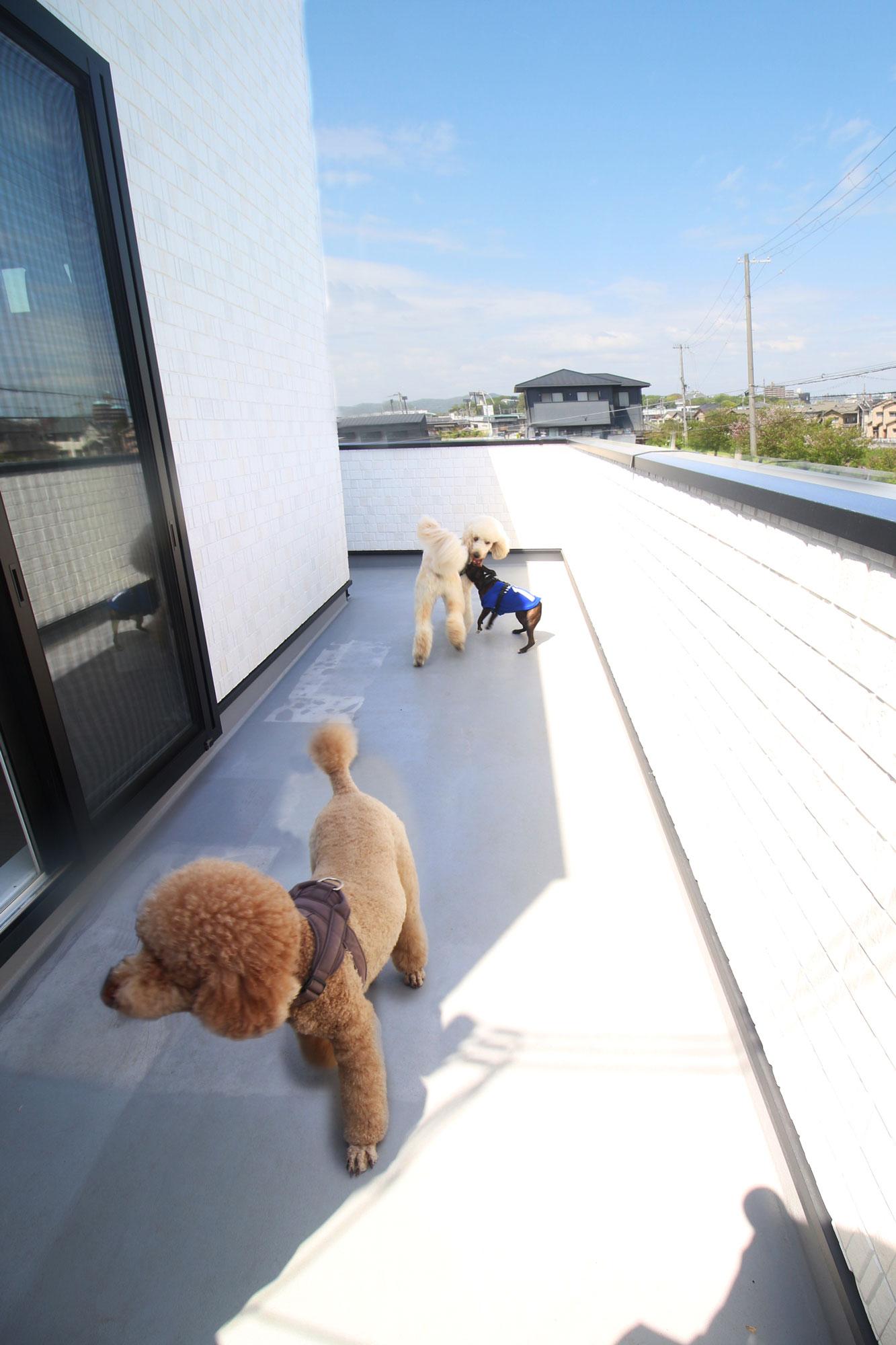 加工済_2606_まるはリーク_DogCareHouse1_サブカット2.jpg