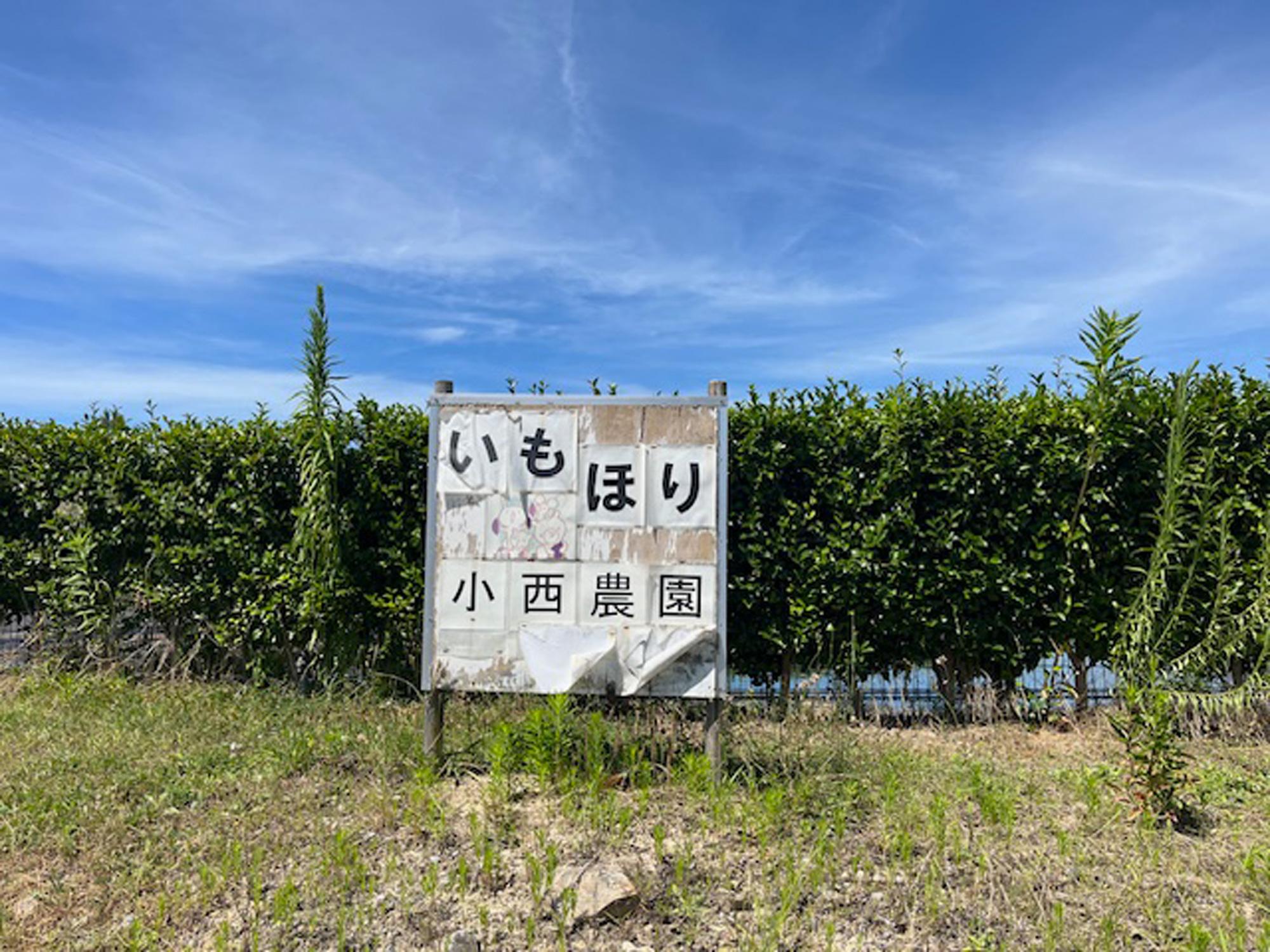加工済_2409_さつまいもの収穫体験_写真01.jpg