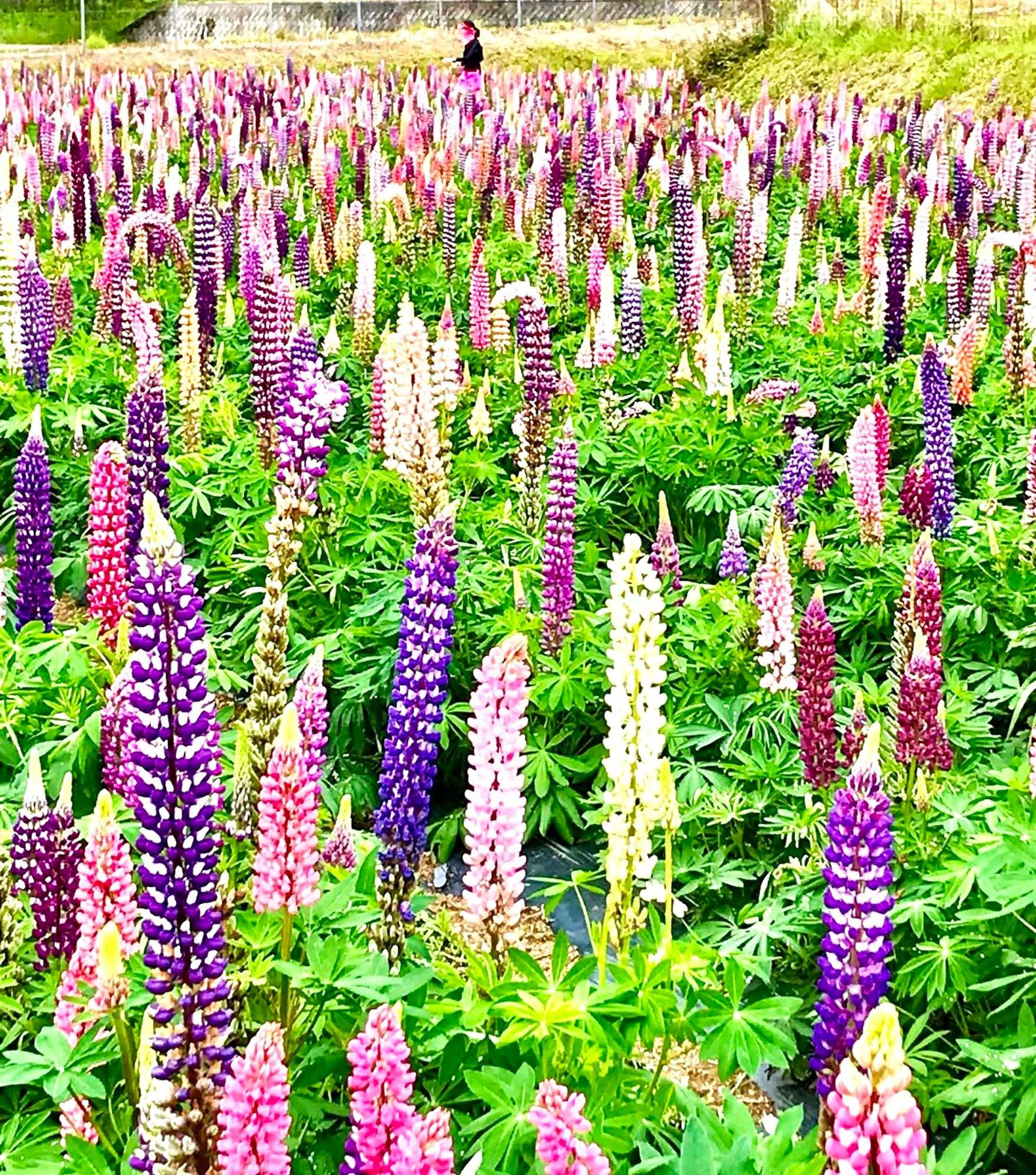 加工済_2503_花を愛でる_味わいの里三日月_写真01(ルピナス).jpg