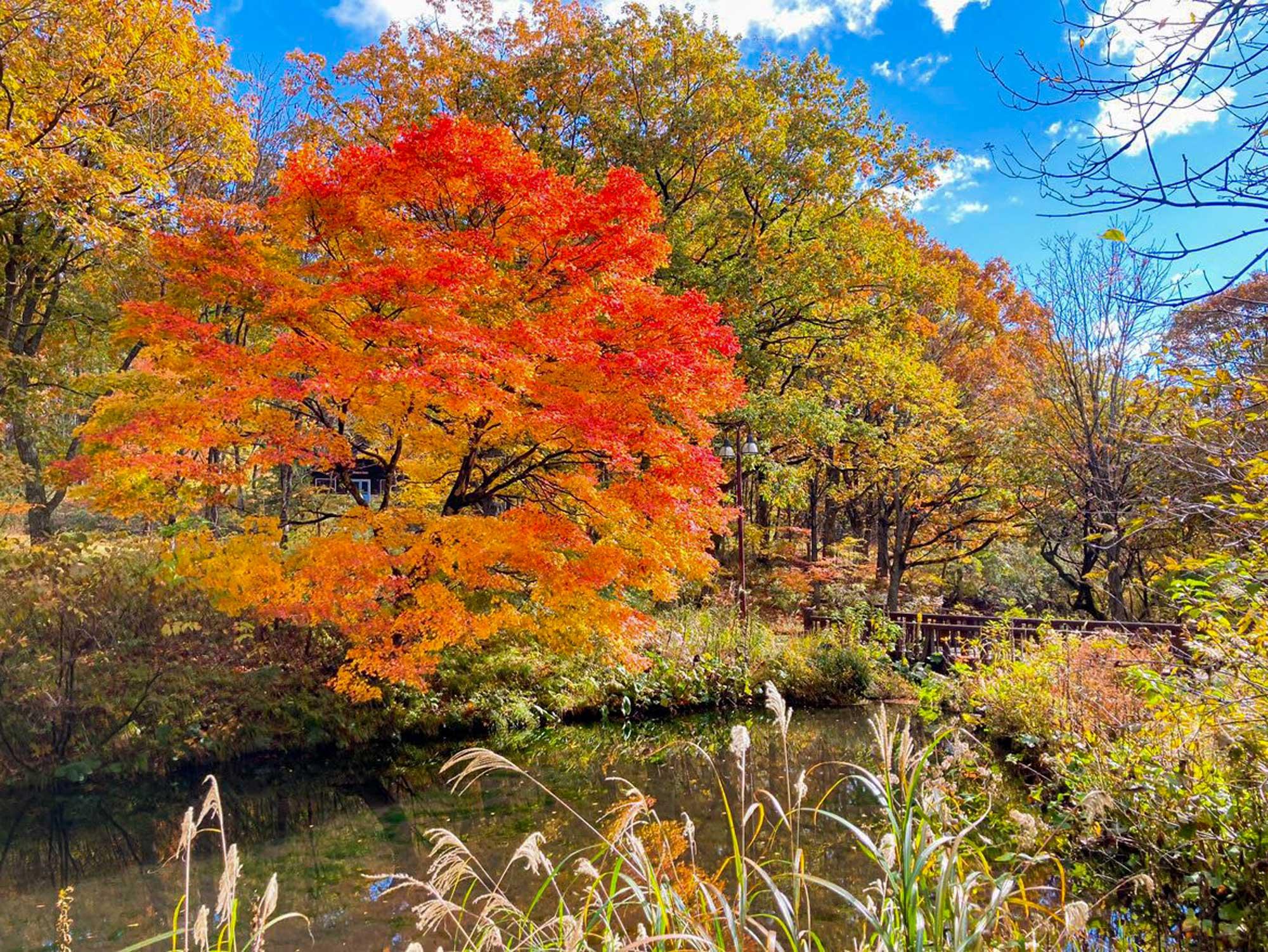 加工済_2411_魅力の播磨-紅葉_たじま高原植物園_写真.jpg