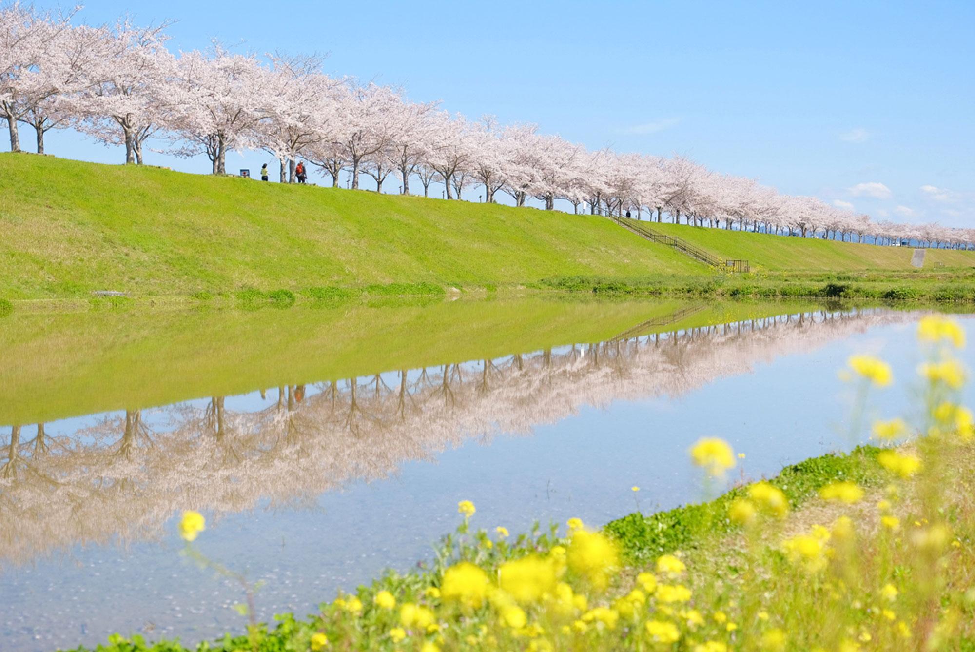 加工済_2503_小野市街ブラ02_桜づつみ回廊03.jpg