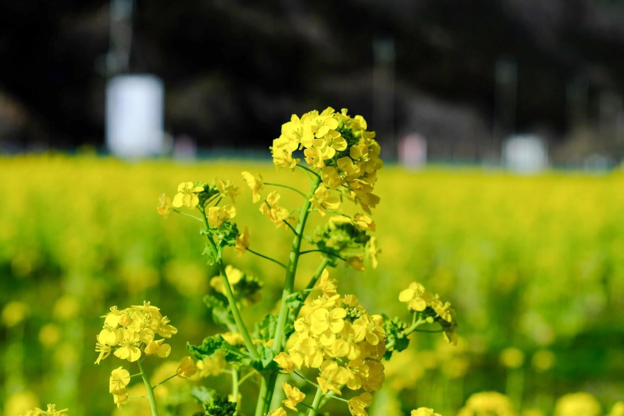 夢前町玉田の菜の花畑の写真.jpg