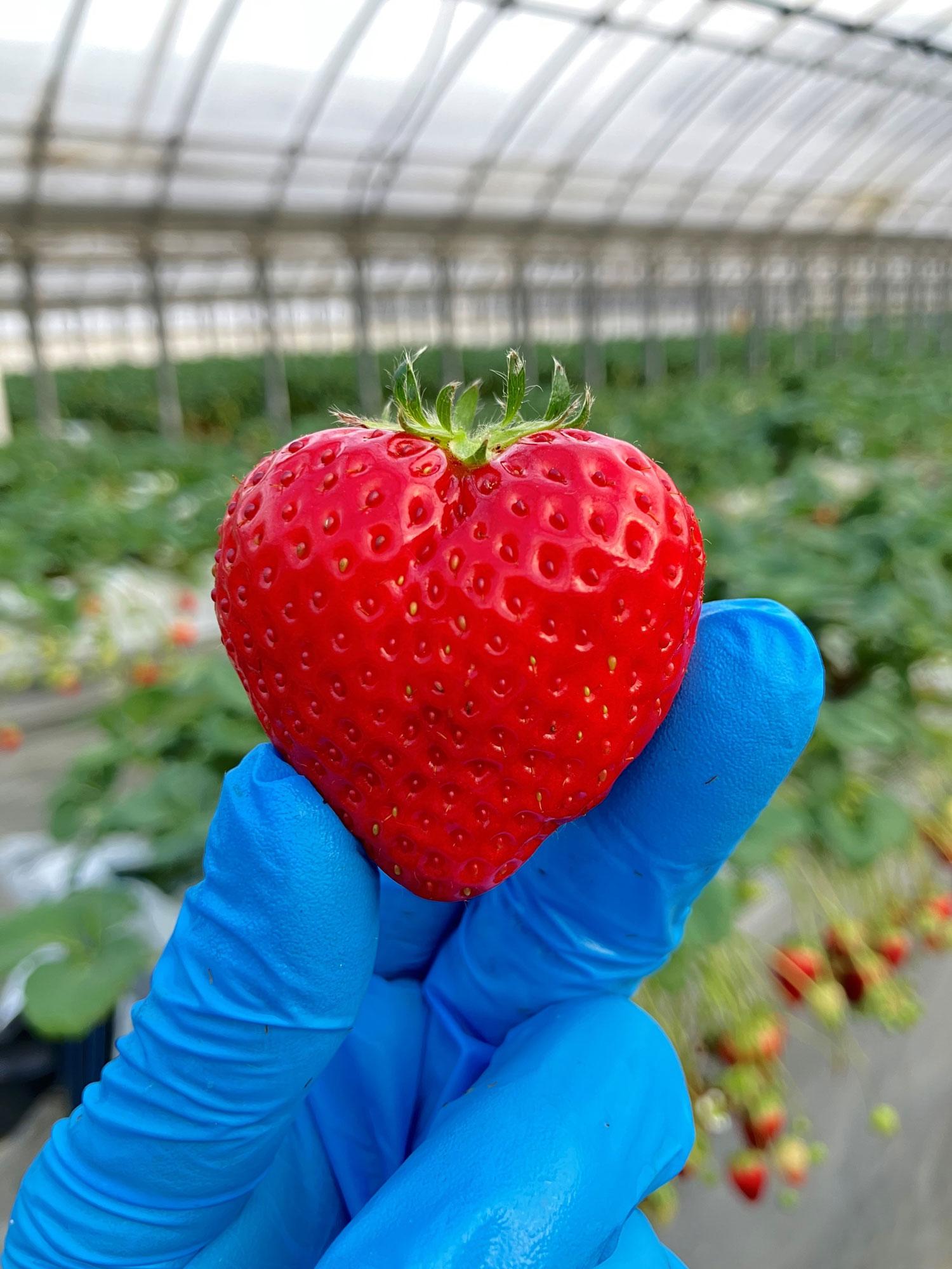 加工済_2602_巻頭特集「イチゴ」_姫路ハートフル観光農園_写真04(ハートいちご).jpg