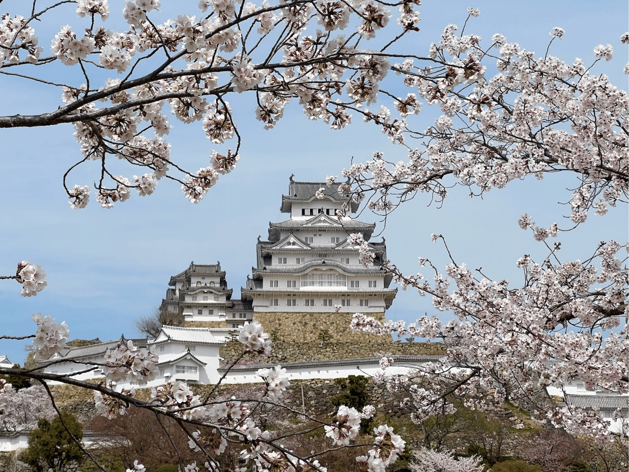 桜と姫路城