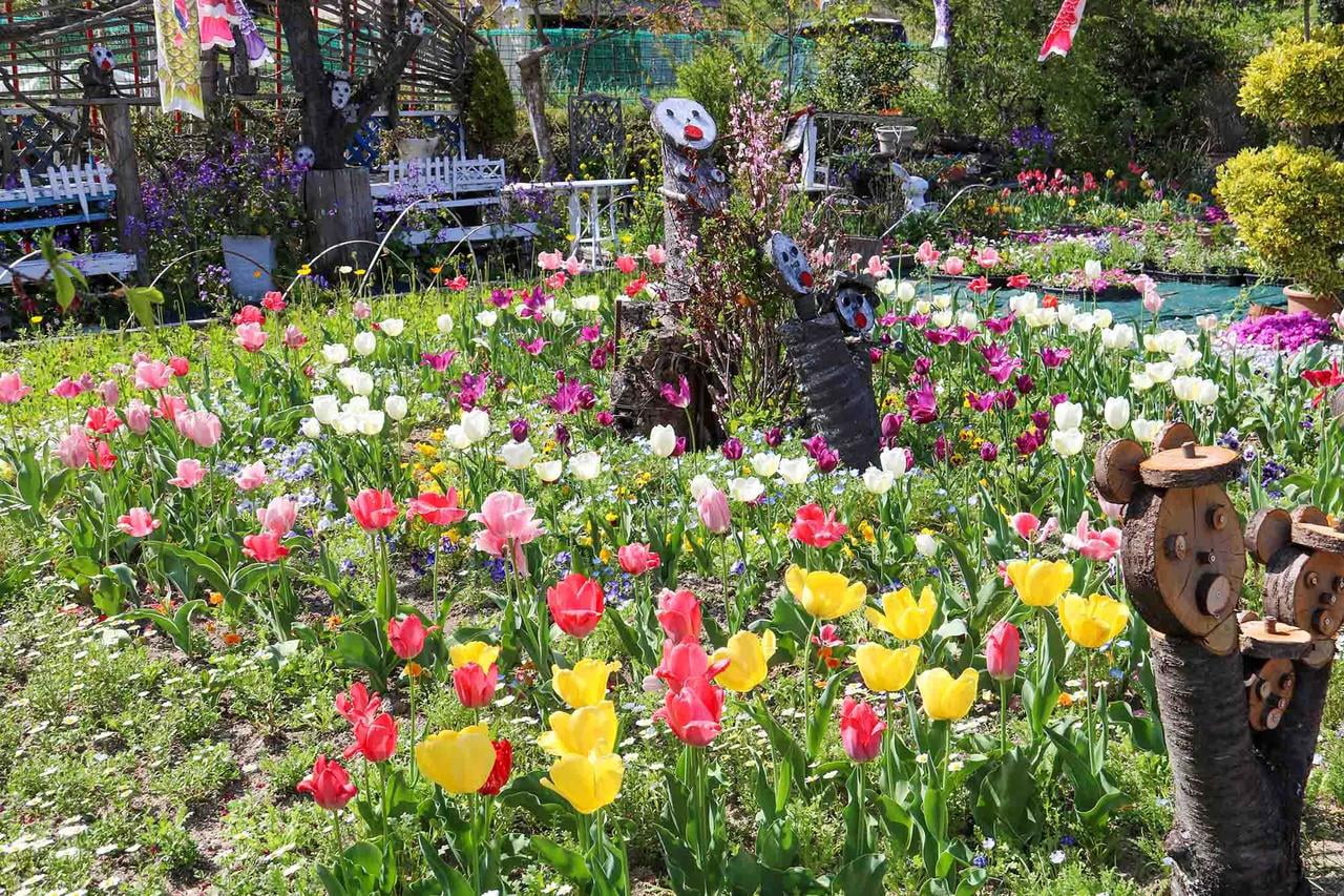 たつの市新宮町で開催されるオープンガーデンinしんぐうの会場であるガーデン苅尾のチューリップの花壇の写真