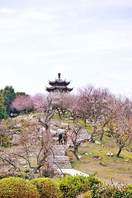 たつの市世界の梅公園の梅の花の写真