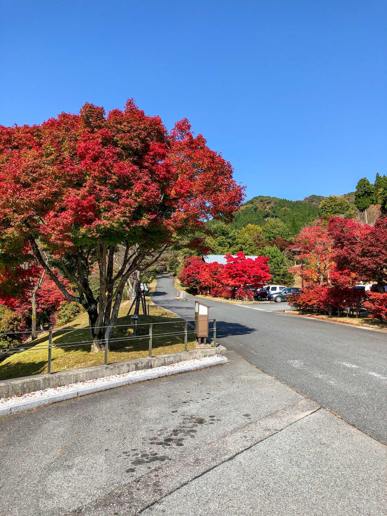 加工済_2411_絶景宿-紅葉_フォレストステーション波賀_写真01.jpg