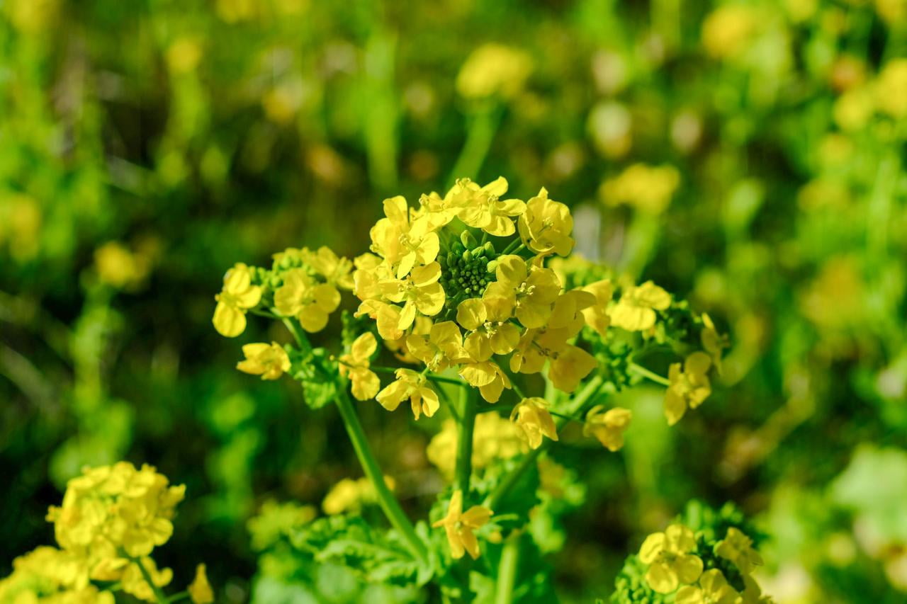 夢前町玉田の菜の花畑の写真.jpg