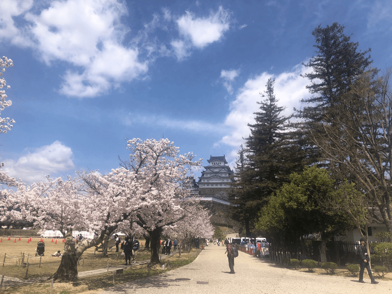 三の丸広場の桜