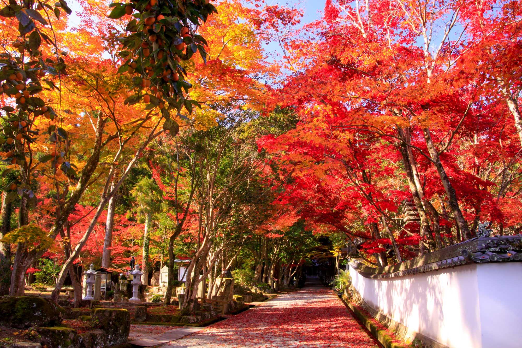 加工済_2411_魅力の播磨-紅葉_西林寺_写真.jpg