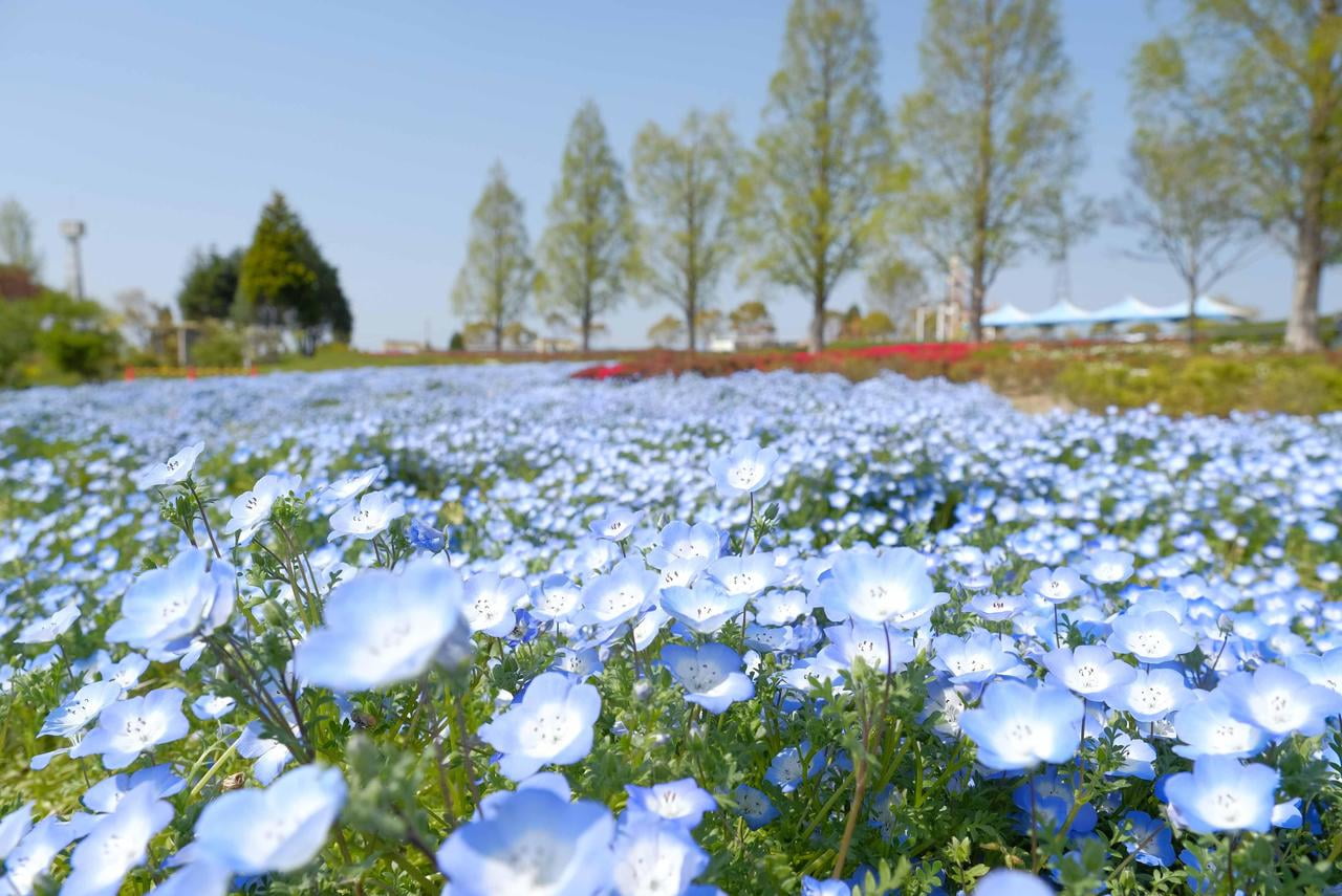 小野ひまわりの丘公園のサンパティオおの裏側に咲くネモフィラ.jpg