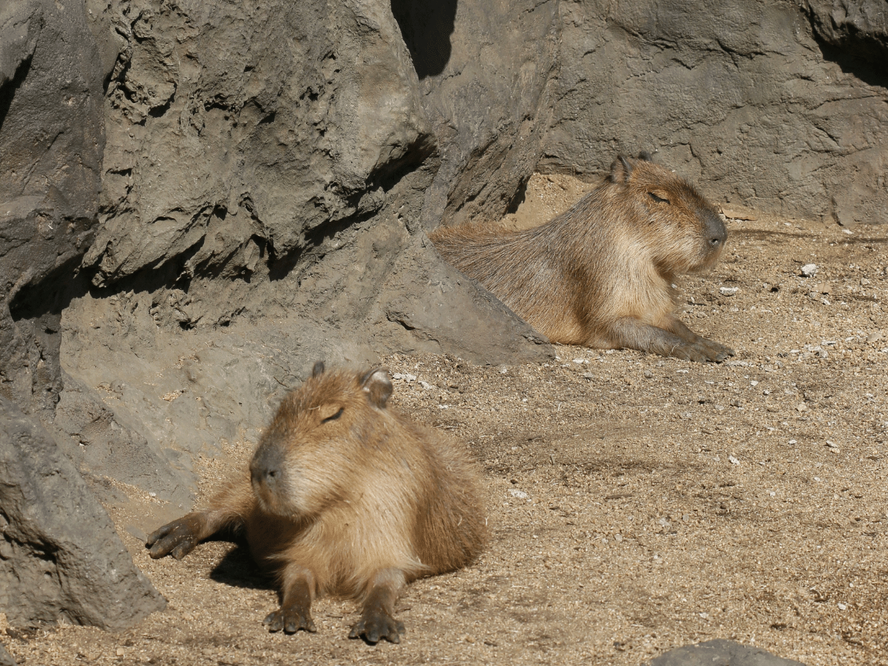 寝ているカピバラ