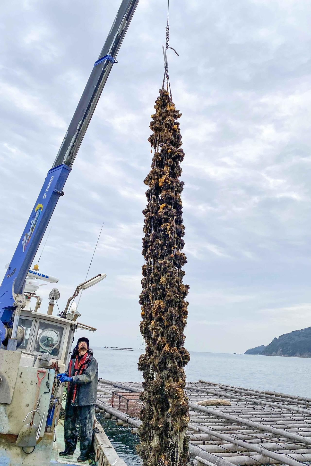 養殖牡蠣を持ち上げる写真.jpg