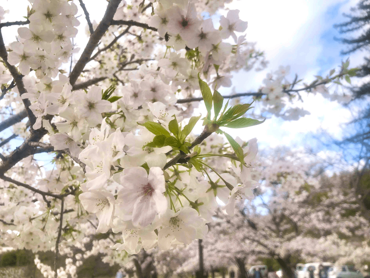 若葉が出始めた桜