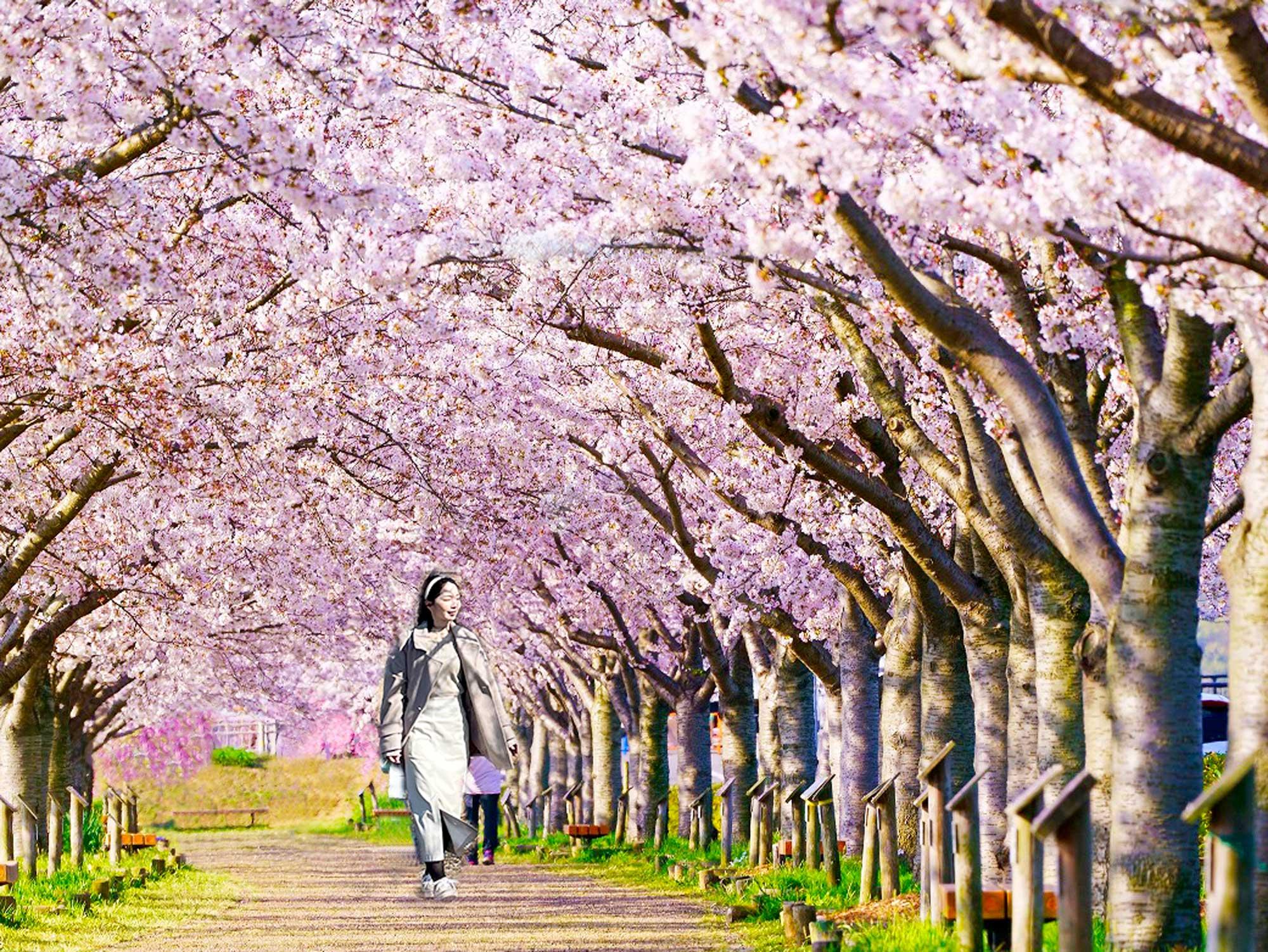 加工済_2503_小野市街ブラ02_桜づつみ回廊02.jpg