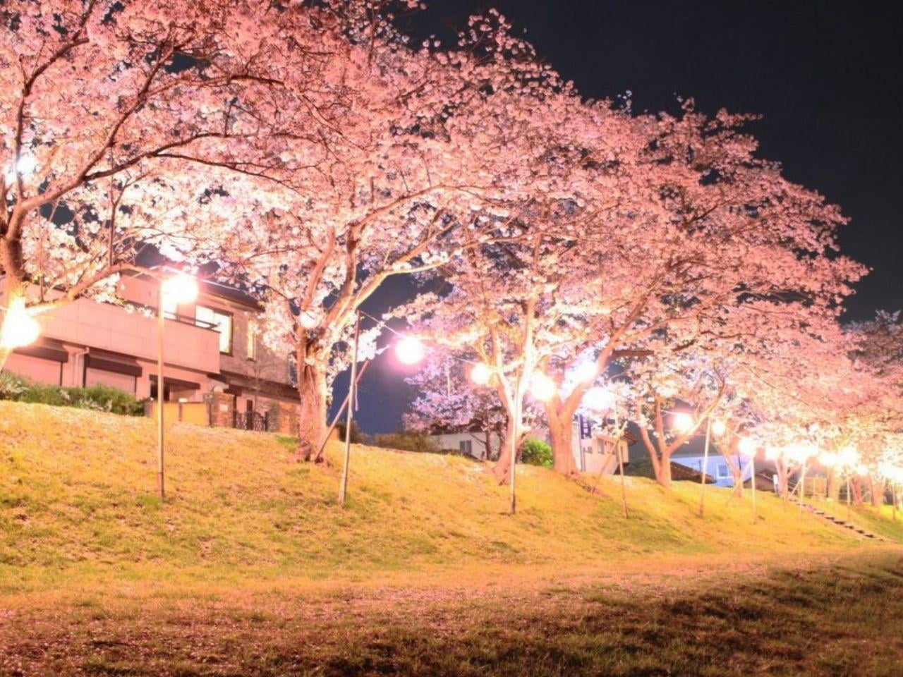 桜トンネル