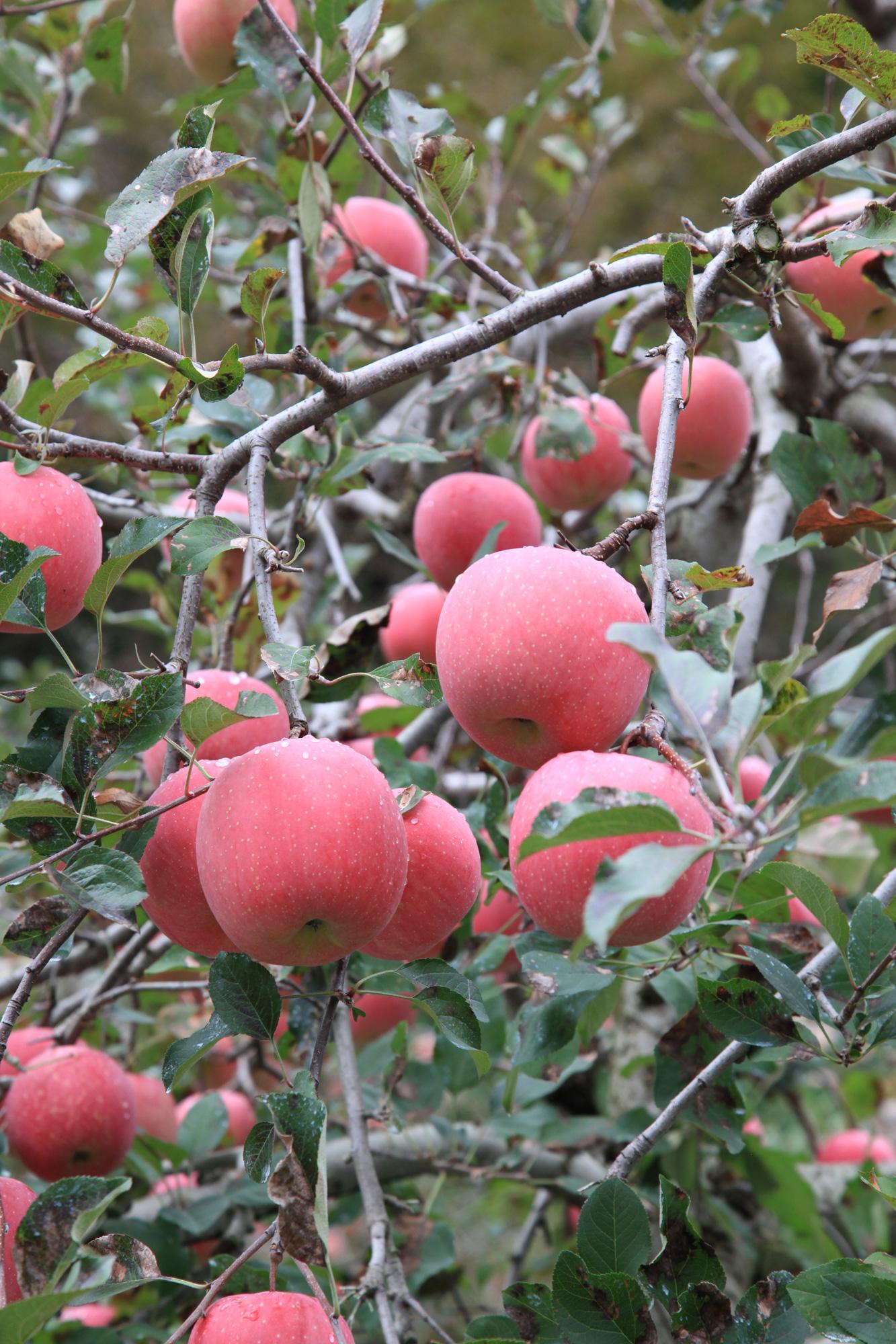 加工済_原観光りんご園３.jpg