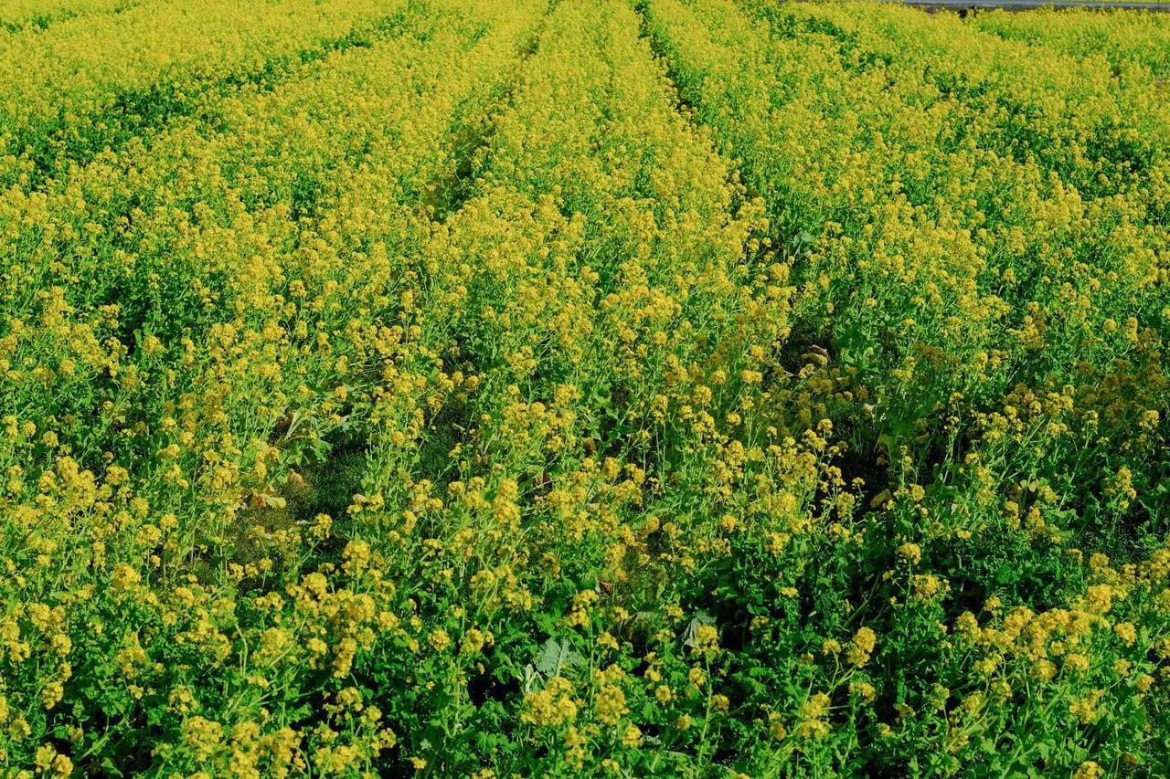 夢前町玉田の菜の花畑の写真.jpg