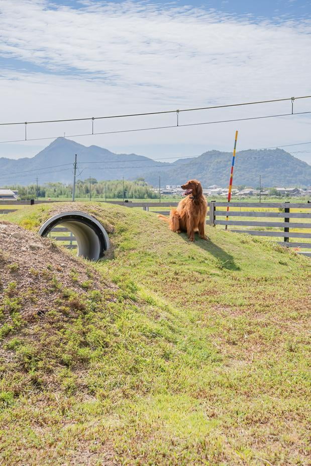 小高い丘にたそがれる犬