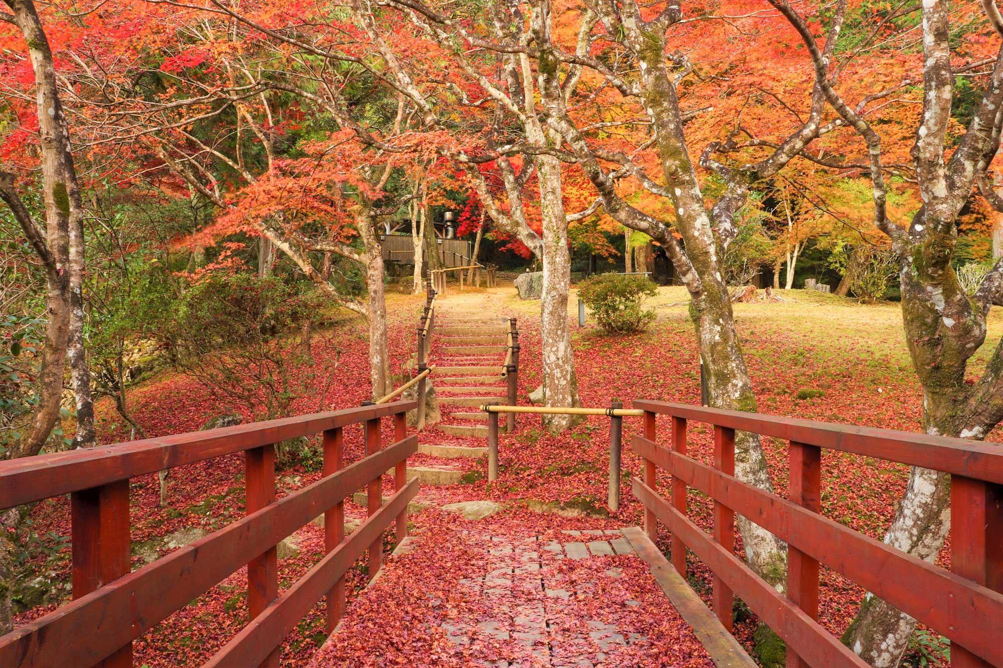 加工済_2411_絶景宿_紅葉_上山旅館_写真01（裏庭紅葉）.jpg