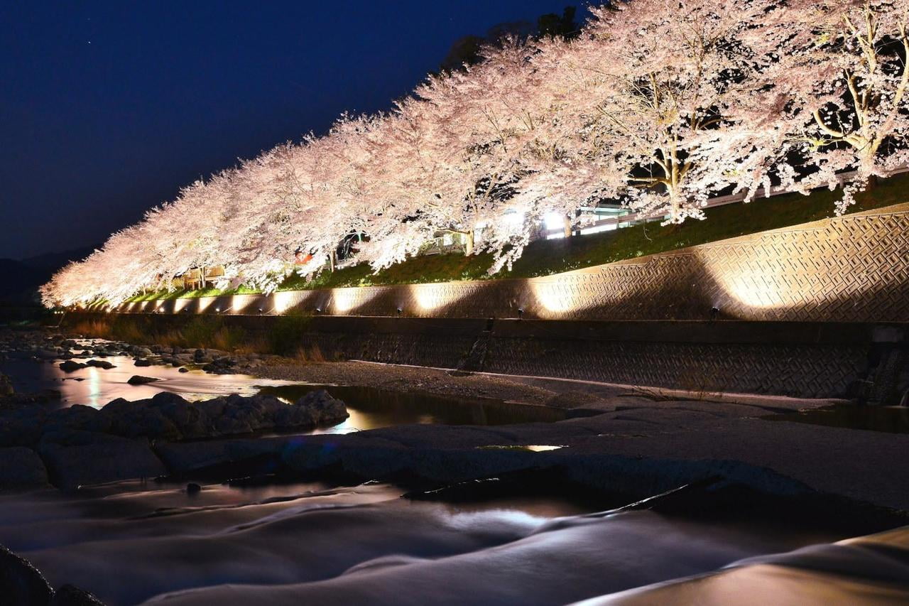 西深の桜並木ライトアップの写真