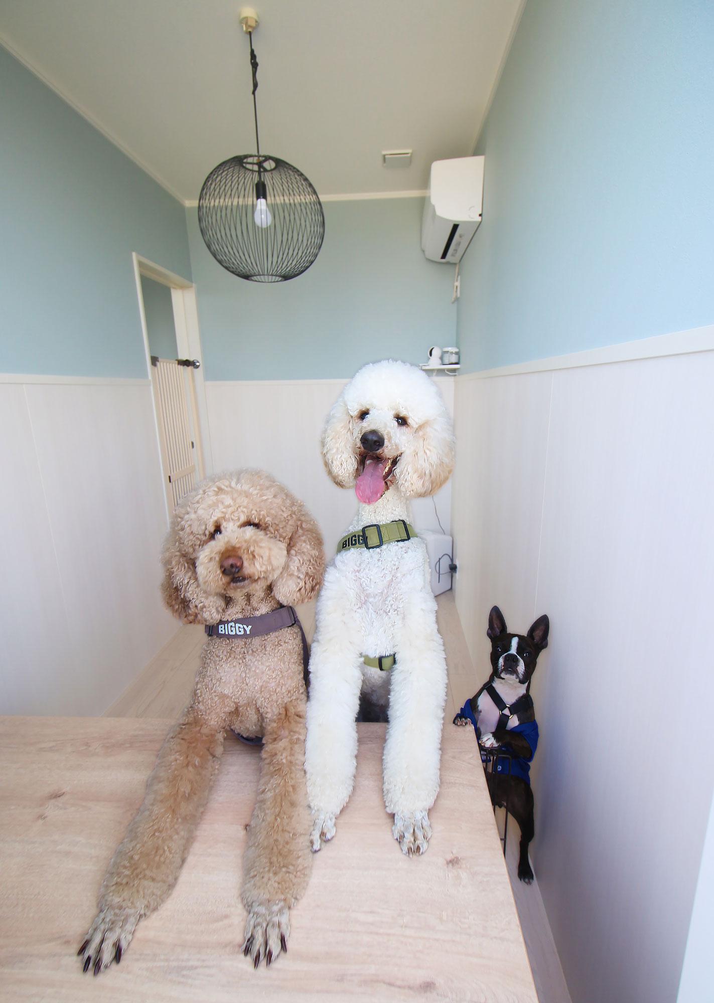 加工済_2606_まるはリーク_DogCareHouse1_サブカット1.jpg