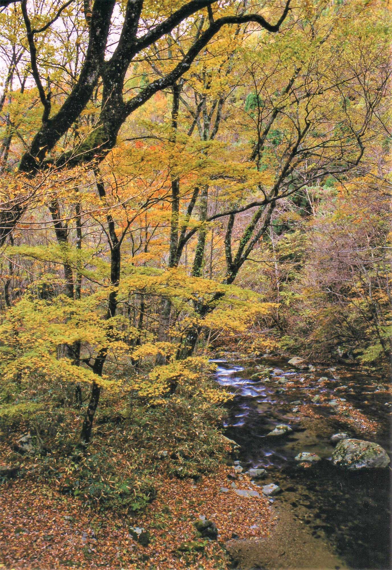 加工済_流用_21m10_009しそう_音水渓谷.jpg