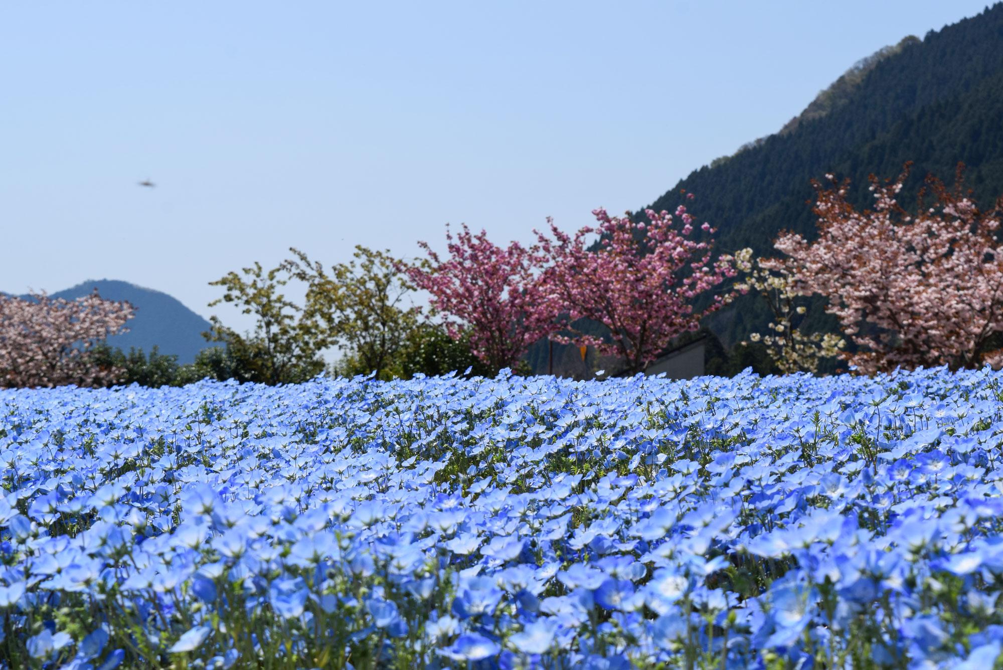 加工済_2503_花を愛でる_体験_ヨーデルの森_写真01（ネモフィラ）.jpg