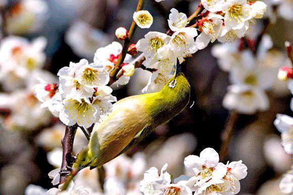 たつの市綾部山の白い梅に留まるメジロの写真