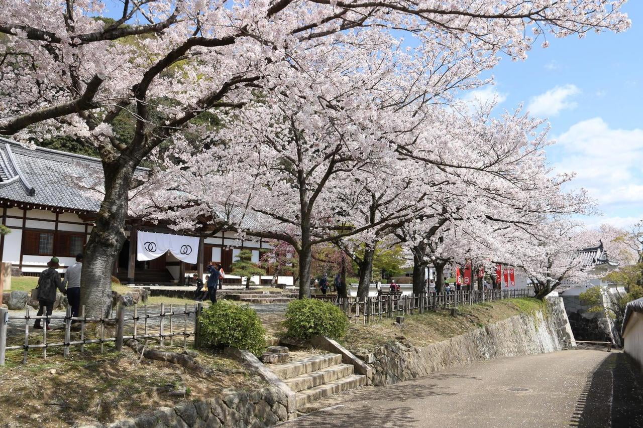 龍野城の桜の写真