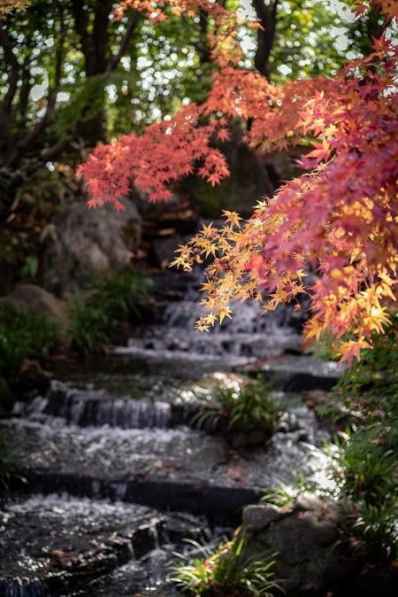 姫路市好古園の紅葉の写真