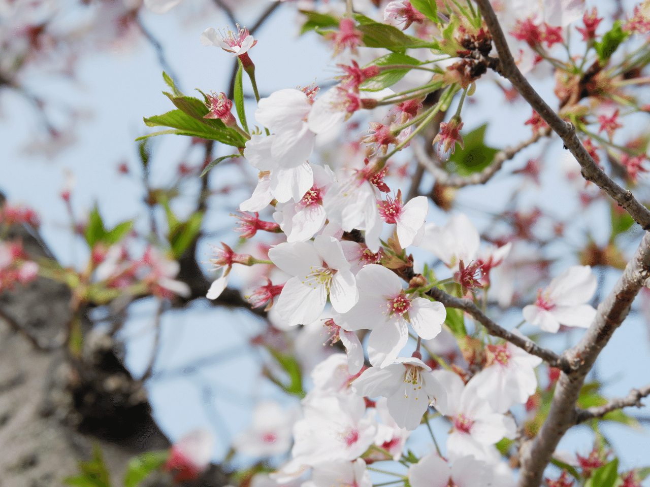 桜の花と若葉