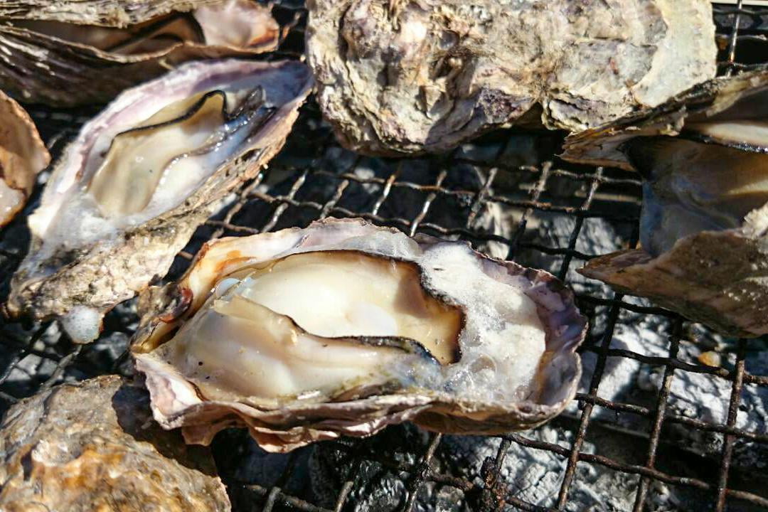 大粒でぷりぷりした相生牡蠣の焼きがきバーベキューの写真.jpg