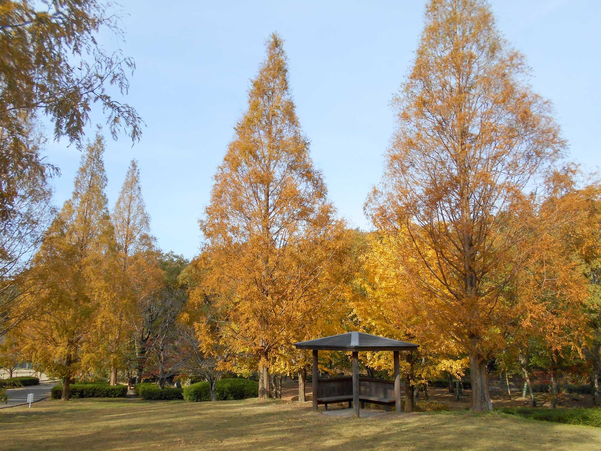 加工済_2411_魅力の播磨-紅葉_金ケ崎公園_写真（20.21 019）.jpg