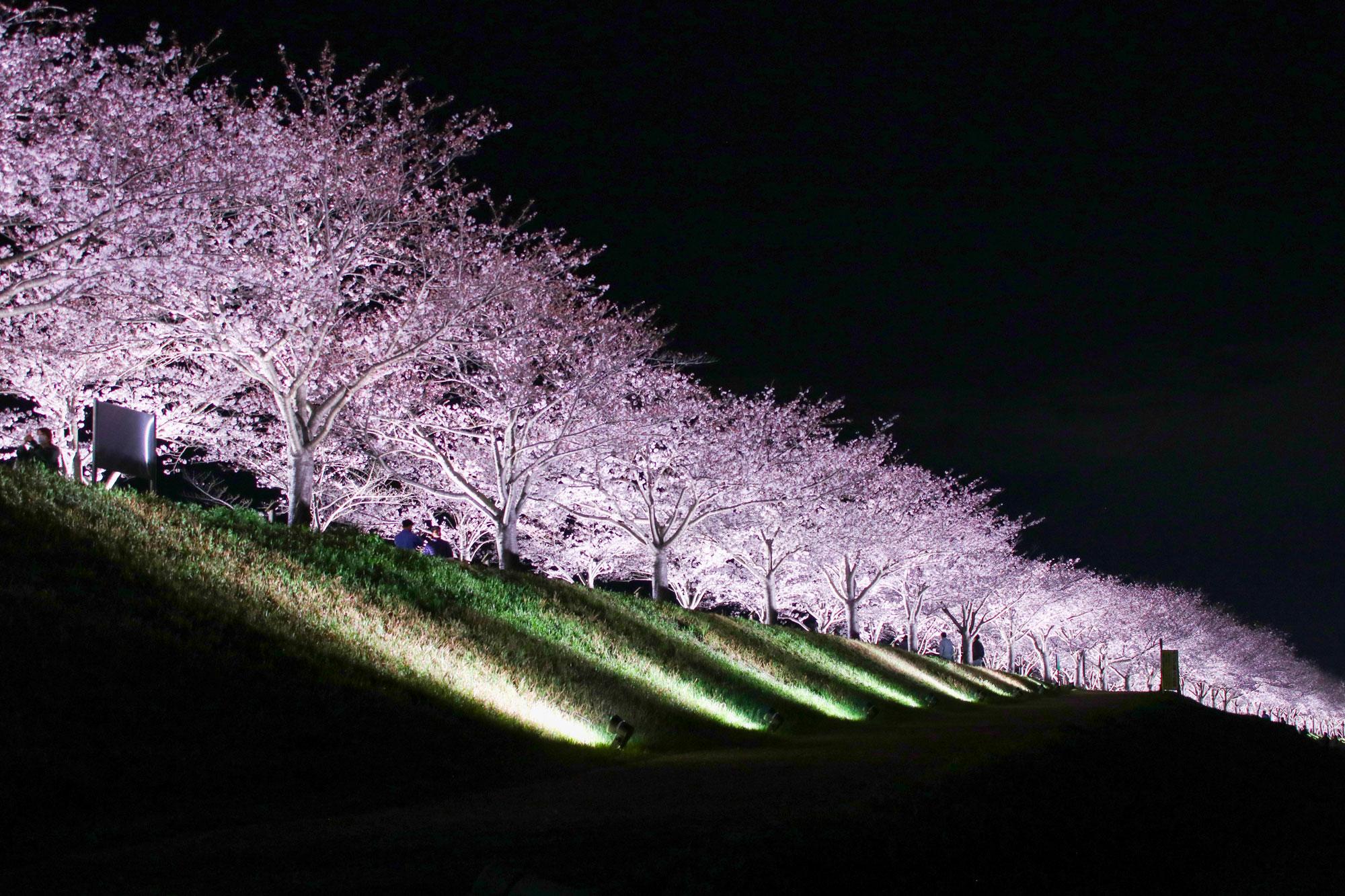加工済_おの桜づつみ回廊②.jpg