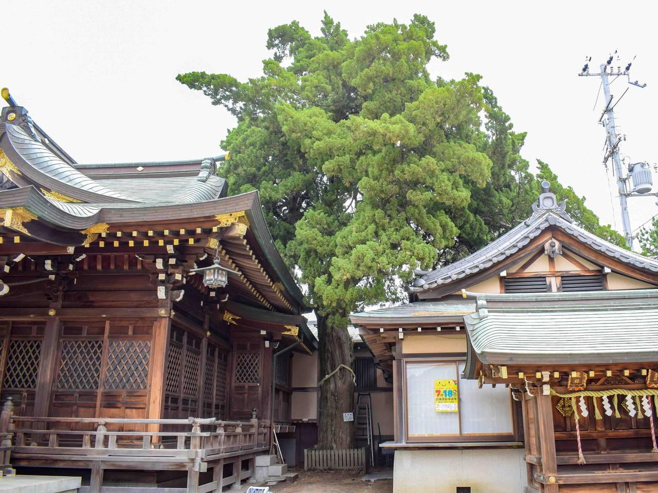 宮浦神社、ご神木の写真