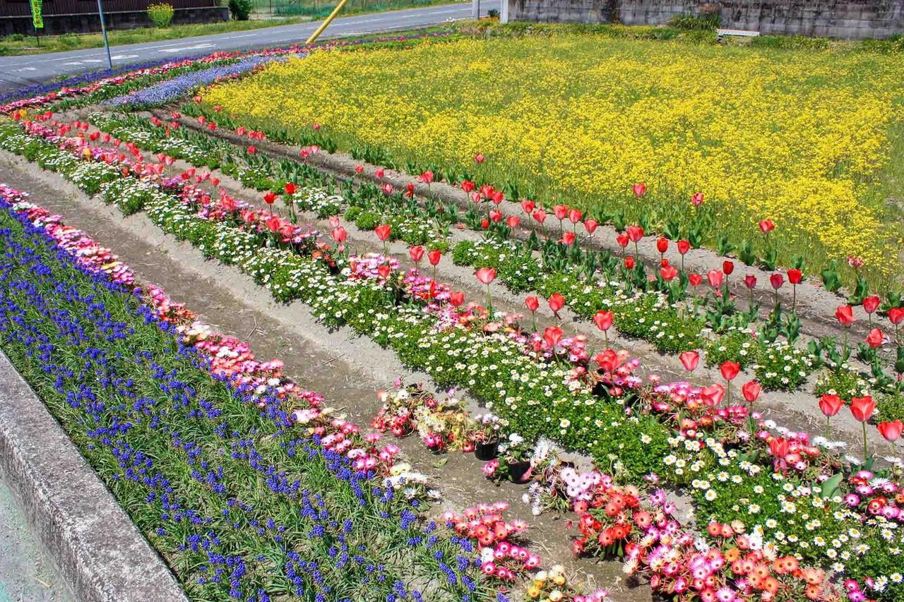 たつの市新宮町で開催されるオープンガーデンinしんぐうの会場であるガーデン大上の菜の花やチューリップなど色とりどりの花壇の写真