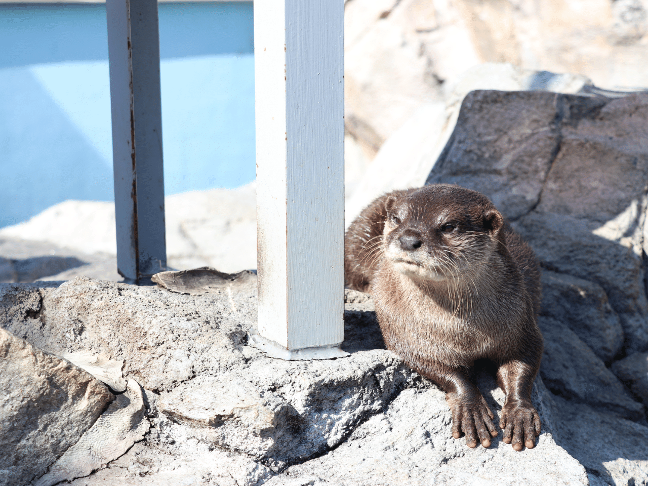 カワウソ