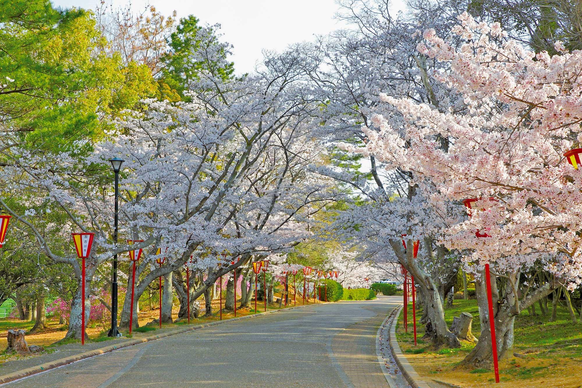 加工済_日岡山公園桜並木.jpg