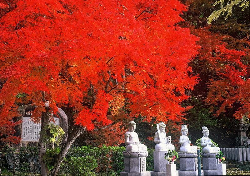 清林寺の紅葉の写真