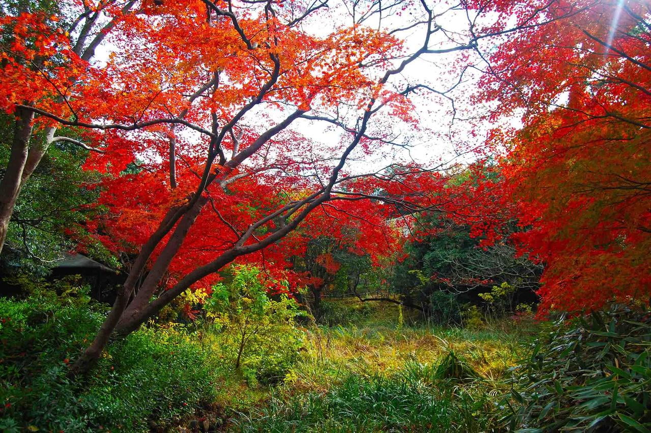 兵庫県立明石公園 桜堀周辺の紅葉の写真