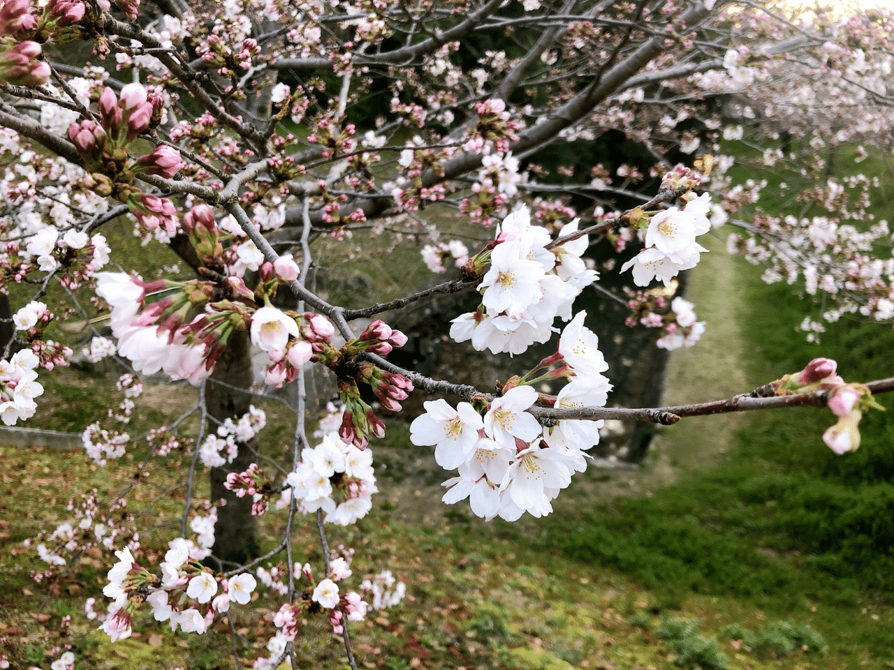 見ごろを迎えた桜20220327.png