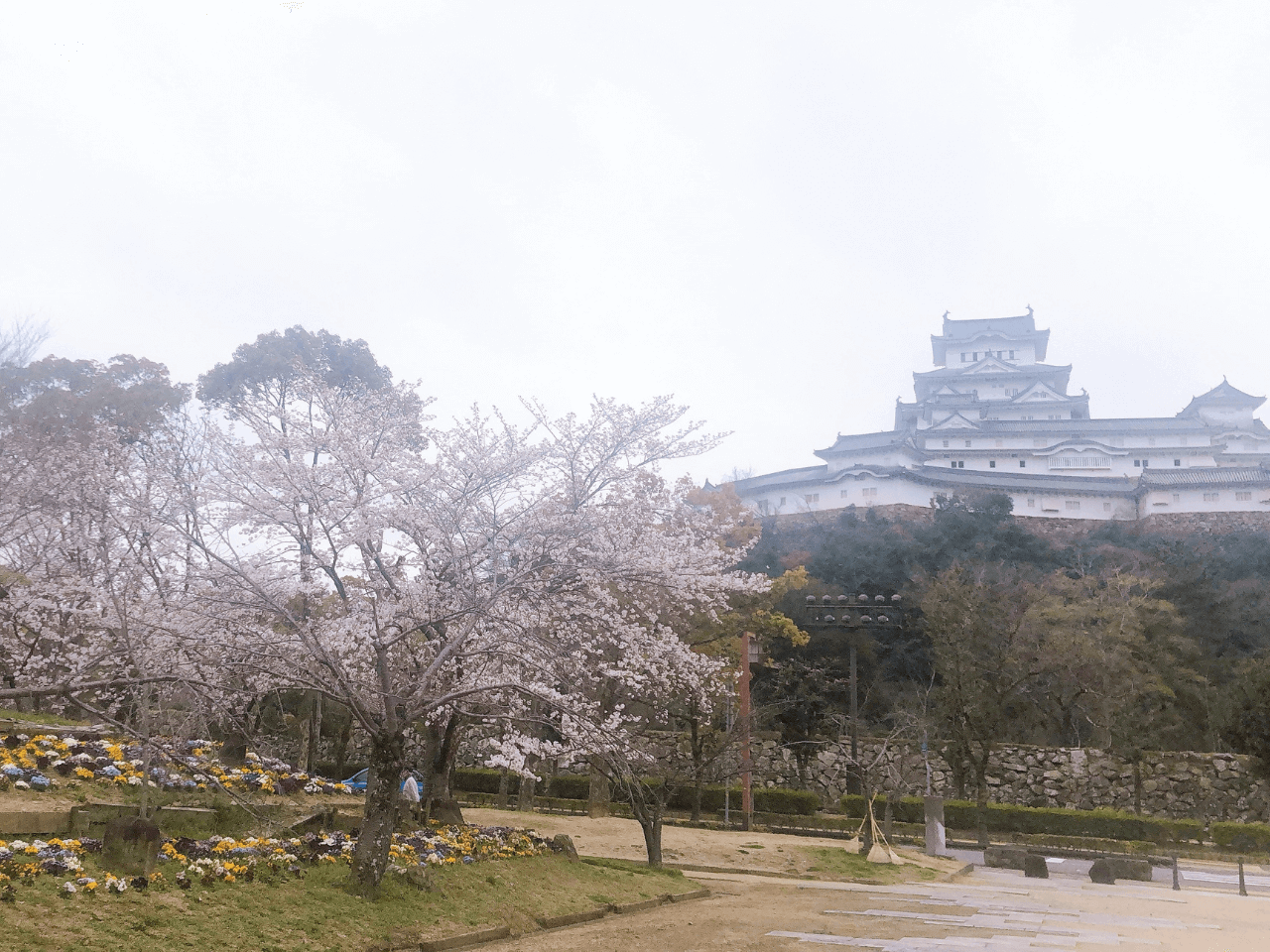 シロトピア公園の桜